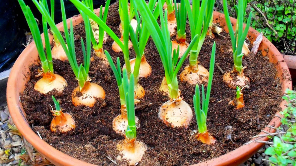 Çfarë Duhet të Dini për Mbjelljet nga Fara