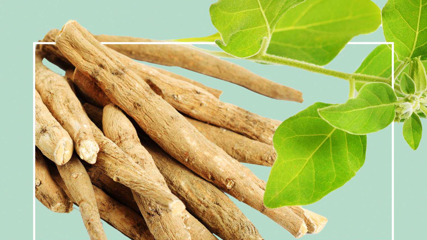 Çfarë Është Ashuaganda – Cilat Janë Përfitimet Shëndetësore