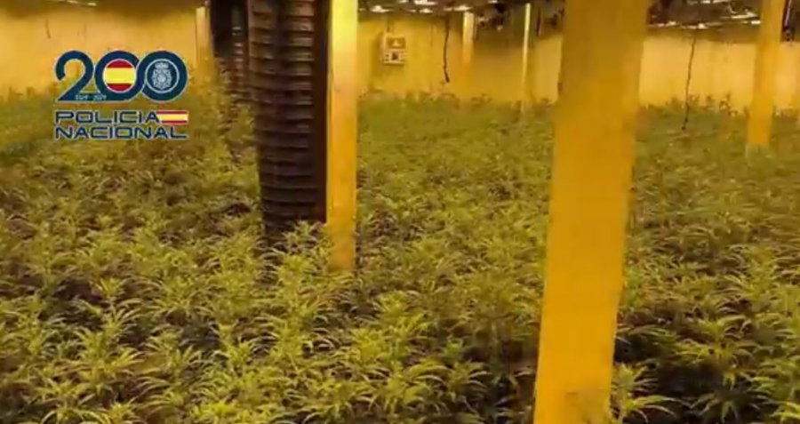 ‘Çmontohet’ grupi kriminal i shqiptarëve në Spanjë, pesë në pranga! Kishin ndërtuar disa plantacione kanabisi!