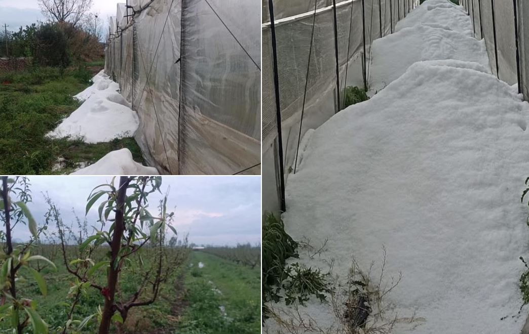 Dëme të mëdha nga breshri në Lushnjë, 160 hektarë me pjeshkë të dëmtuara