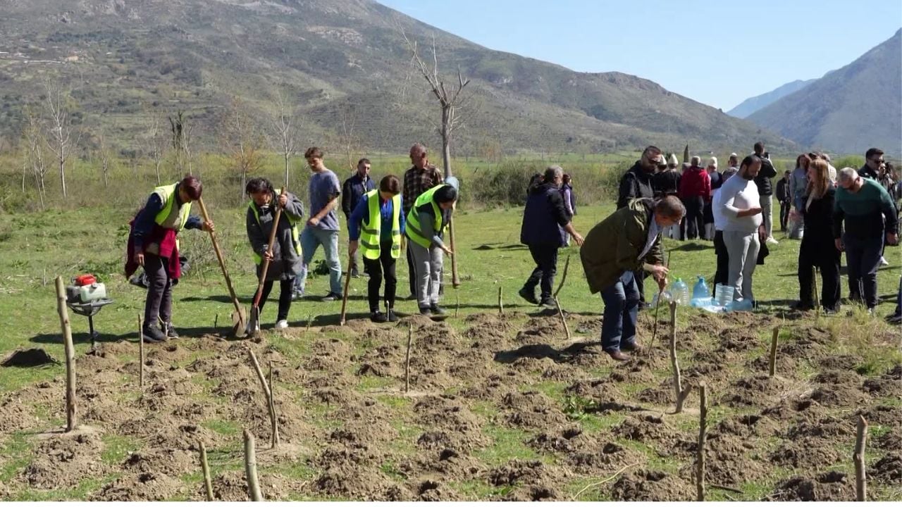 Dita e Pyjeve! Aksion për ripyllëzimin e bregut të Vjosës, mbillen 7000 bimë: Të shpëtojmë zemrën blu të Evropës