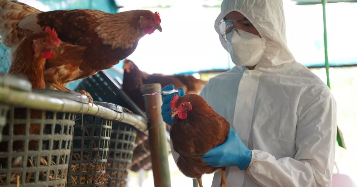 Gripi i shpendëve, ç’ka ndodhur me pulat e ngordhura? Nuk dihet nëse janë asgjësuar