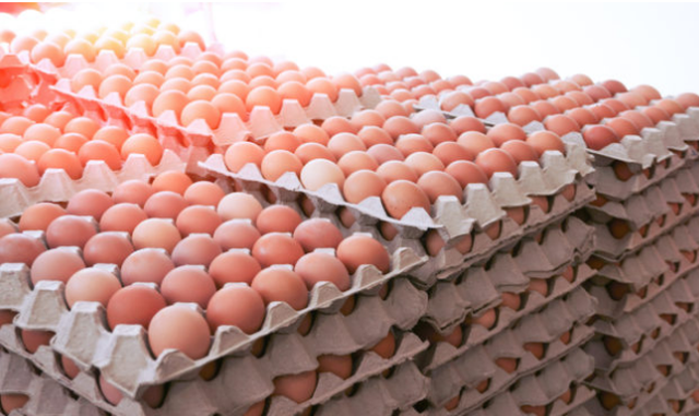 Gripi i shpendëve në Shqipëri rriti me 5 lekë çmimin e vezëve, u “asgjësuan” 430 mijë pula