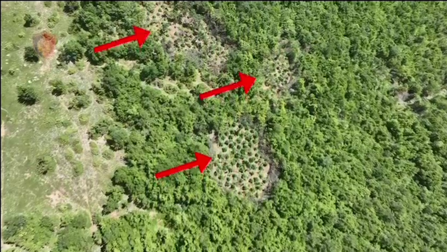 Kultivoi kanabis dhe mbante armë zjarri në shtëpi, arrestohet 45-vjeçari në Kukës