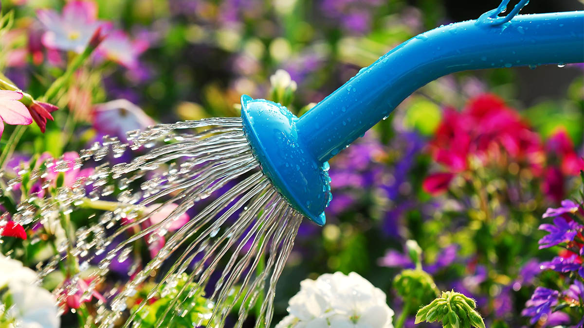 Kur Duhet t’i Ujisni Lulet në Mëngjes apo në Mbrëmje