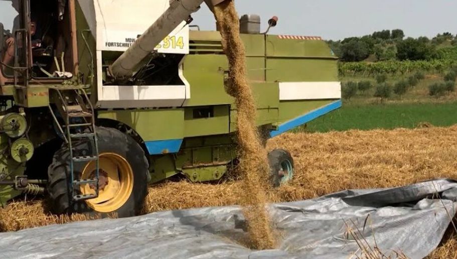 Më pak grurë në Elbasan, fermerët: S’do mbjellim më! Këtu kanë ngel nga dy pleq me nga dy dhi për shtëpi