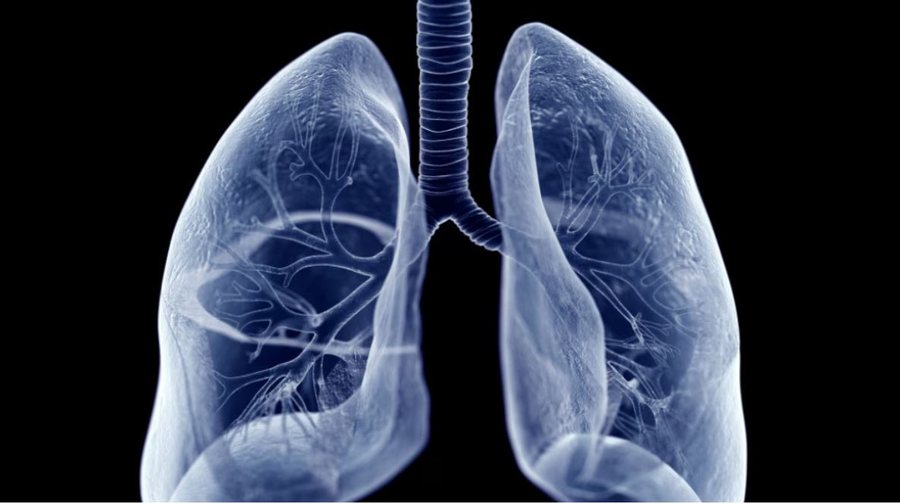 Mushkëritë ndihmojnë në prodhimin e gjakut, zbulimi ri: I rëndësishëm për transplantet