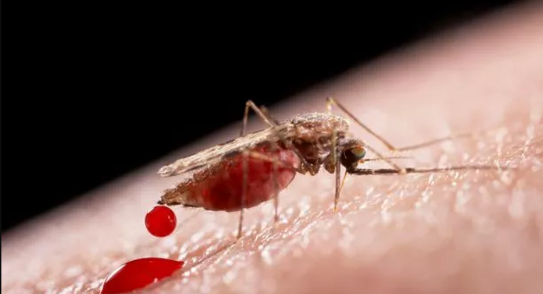 Pse mushkonjat janë të etura për gjak?