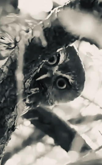 Rama përsëri tallet me Berishën (video)