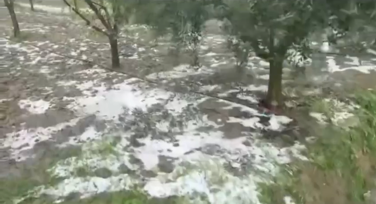 Rrebesh Shiu dhe Breshër në Dimal dhe Lushnje – Fermerët në Alarm për Dëmet e Mëdha