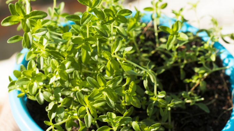 Si ta rrisni trumzën në kushtet e shtëpisë