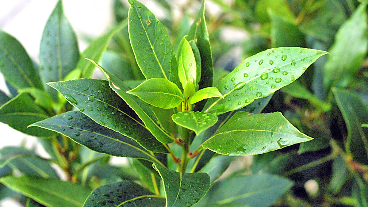 Si të Mbillni Dafina në Vazo – Shije, Shëndet dhe Mbarësi në Shtëpi
