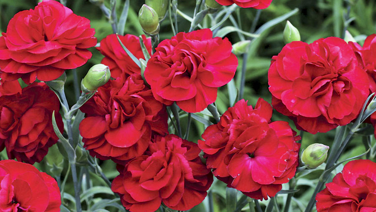 Si të Mbillni Karafilat me Aromën Fantastike në Ballkonin Tuaj