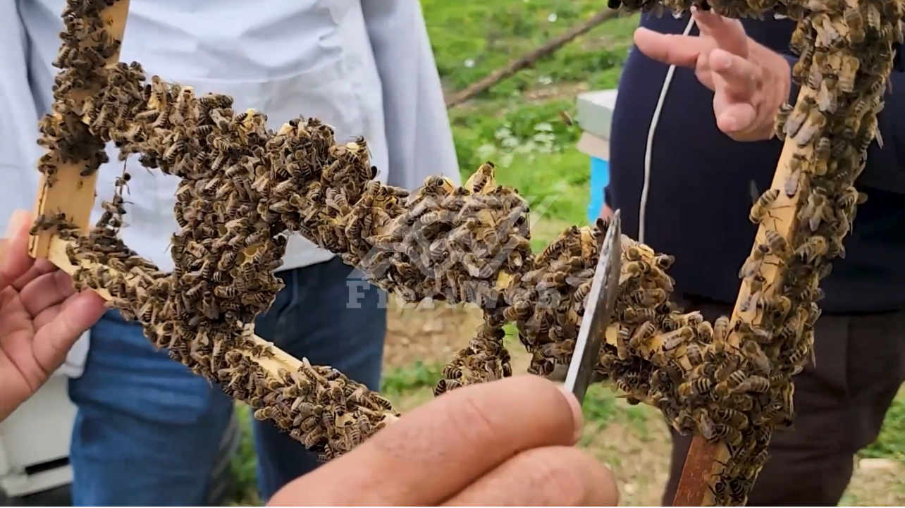 Sukses i jashtëzakonshëm në Parkun e Bletëve në Kreshpan të Fierit në rritjen e mbretëreshave