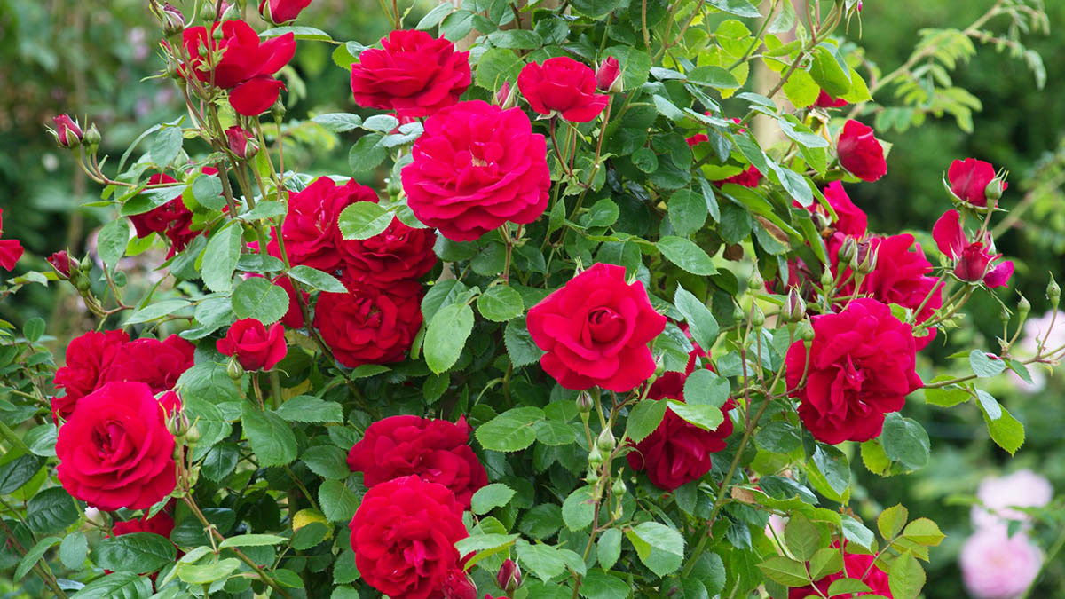 Trëndafila Mahnitës në Hapësirat e Shtëpisë – Si t’i Mbillni në Shtëpi