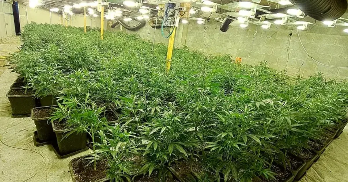 U kapën me drogë me vlerë 500 mijë euro! Goditet grupi kriminal i shqiptarëve në Spanjë, 5 të arrestuar