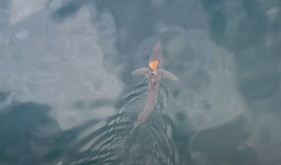 Video/ Oktapodi ecën mbi kokën e një peshkaqeni në lëvizje, pamje mahnitëse