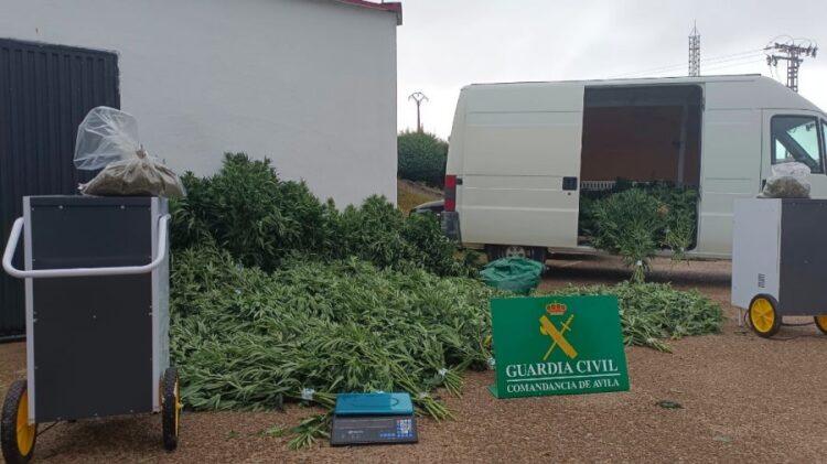 Zbulohet plantacioni me marijuanë, arrestohen 3 shqiptarë në Spanjë