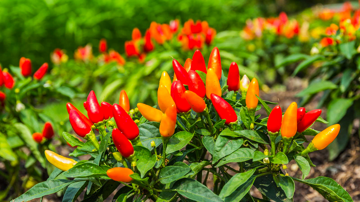 Zbuloni Perimet që Mund të Rrisni në Shtëpi