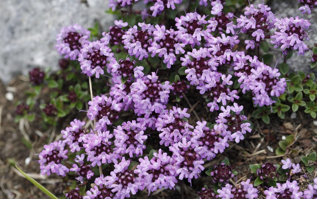 Zhumbrica – Bima Aromatike që Lufton Melankolinë