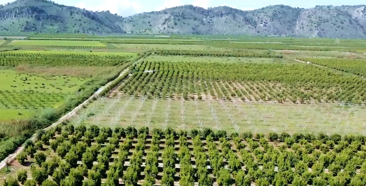 Bashkia Konispol paralajmëron fermerët: Kujdes me spërkatjen, do të përballeni me pasoja