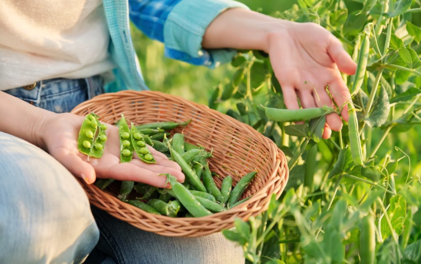 Bizelet – Si t’i Zgjidhni, Ruani, Pastroni dhe si t’i Gatuani më së Miri