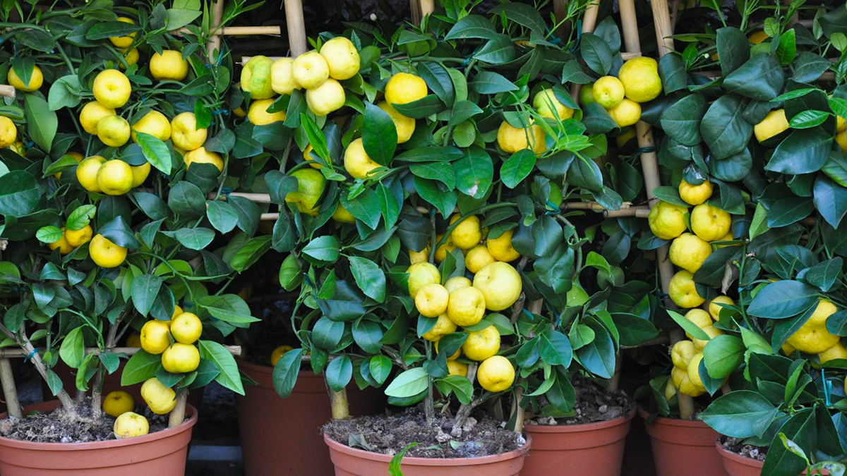 Çfarë Janë Limonët e Ëmbël? Si t’i Përdorni