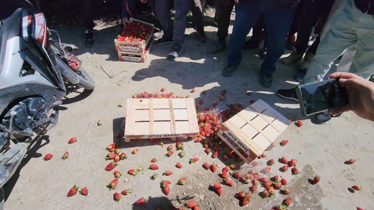 Çmimi i ulët në treg, fermerët në Fier hedhin luleshtrydhen