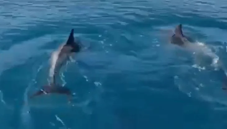 Delfinët japin shfaqje për turistët në gjirin e Vlorës (VIDEO)