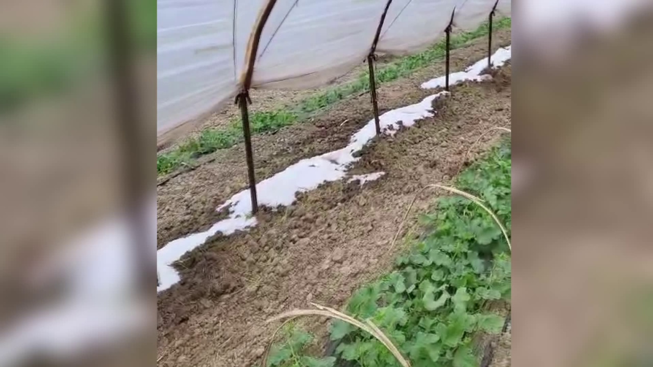 Dëme nga breshëri Fier, stuhia për 20 minuta shkatërron të mbjellat