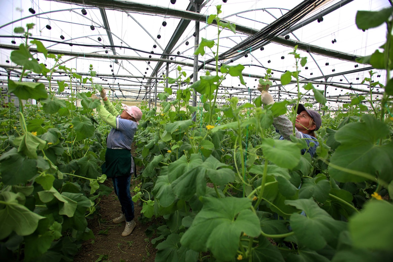 “Ditët e Bujqësisë 2025” në Lushnjë, Balluku: Produkte cilësore, eksportohen deri në Gjermani, SHBA e Japoni