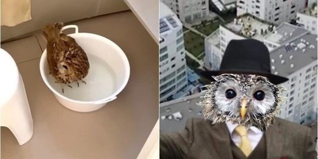 “Do të shndërrohet 100% Partizani”, Rama ironizon Berishën: Përçart, përçart por 6 mln dollarë i nxori nga këneta