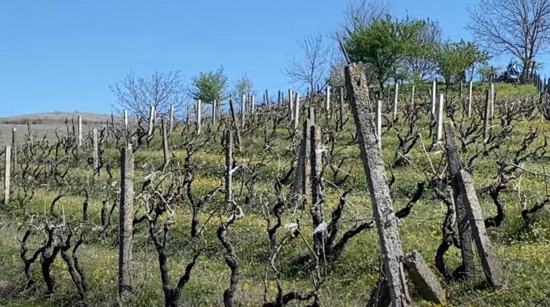 Fermerët drejt falimentimit/ Dëbora dhe ngricat shkatërrojnë vreshtat dhe pemëtarinë në fshatrat e Përrenjasit