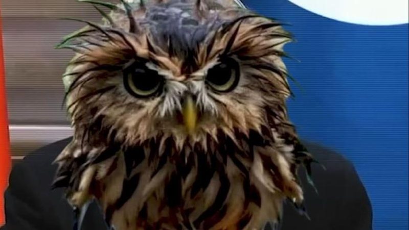 Gafat e Berishës, Rama e ironizon sërish: Rromapërtoma kumlla ke dardha (Video)