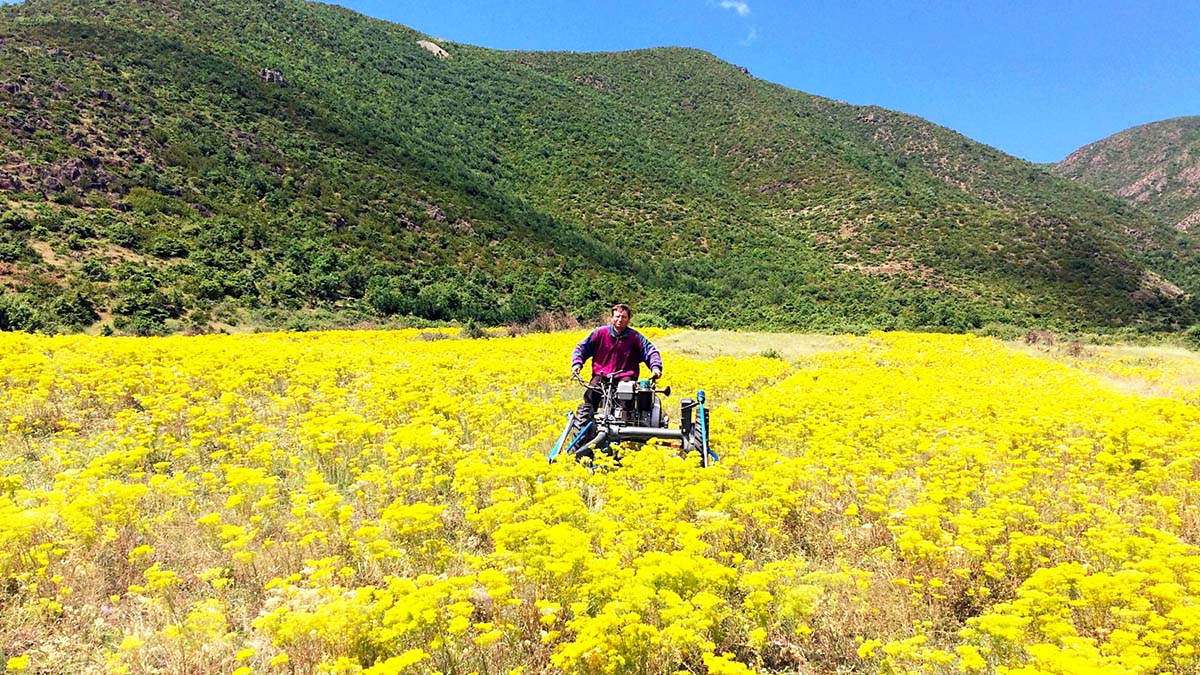 Gjendet në Shqipëri – Bima që Pastron Tokën Nga Metali i Dëmshëm