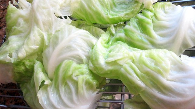 Gjethet e lakrës si kurë kundër dhimbjeve të kokës, si t’i përdorni