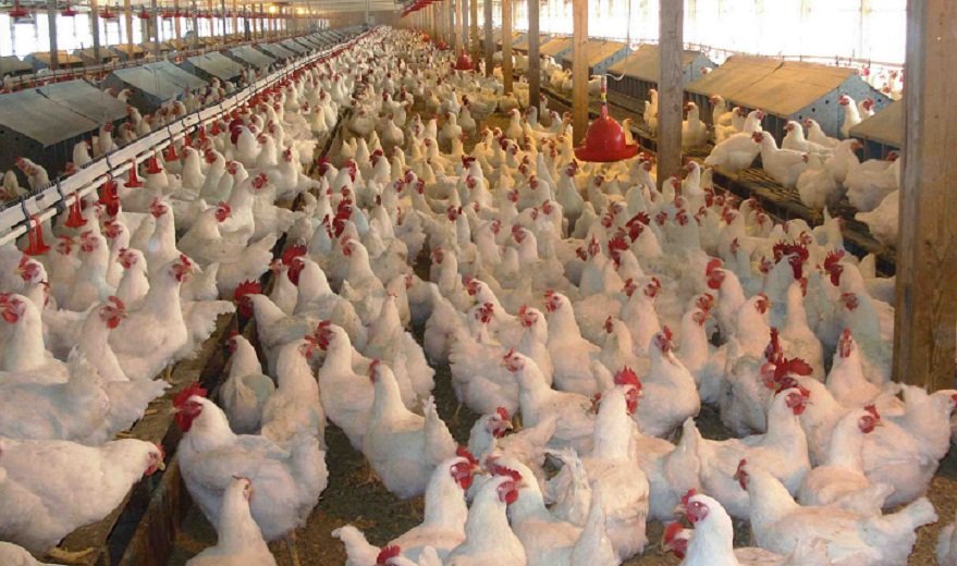 Gripi i shpendëve/ Rritet ndjeshëm çmimi i vezëve, Ministria e Bujqësisë: Asgjësuam rreth 500 mijë pula