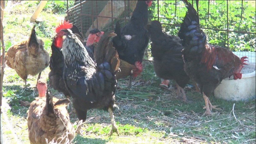 Gripi i shpendëve, Shqipëria ndalon importet me 17 shtete evropiane