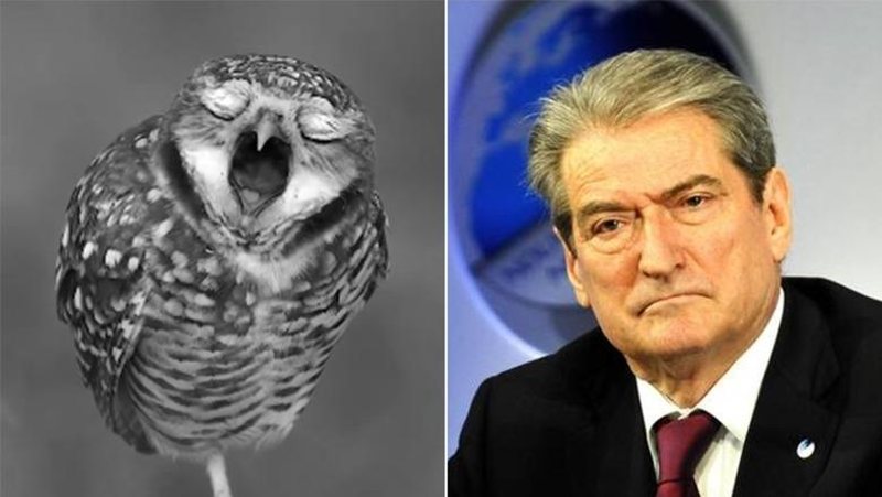 Harroi datën e zgjedhjeve, Rama ironizon Berishën: A dihet gjë ça u thotë këtyre shokëve? (Video)