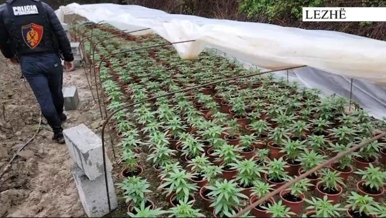 Hetime me metoda proaktive dhe, kontrolle/ Bien në prangat e policisë tre persona, kultivonin kanabis në dy sera