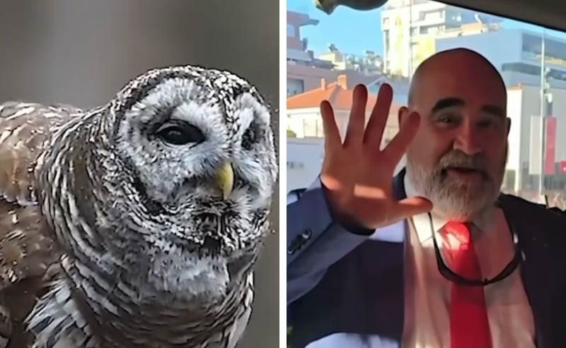 Humori në rrjet për ngjashmërinë e LaCivitas me Vullnet Sinajn, Rama ironizon akuzat e PD: Mos e humbisni këtë (Video)