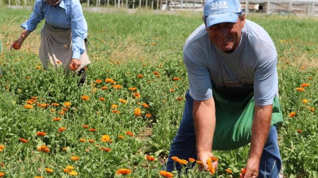 Ilir Meta: PL është në mbështetje të plotë të eksportuesve të bimëve mjekësore dhe aromatike