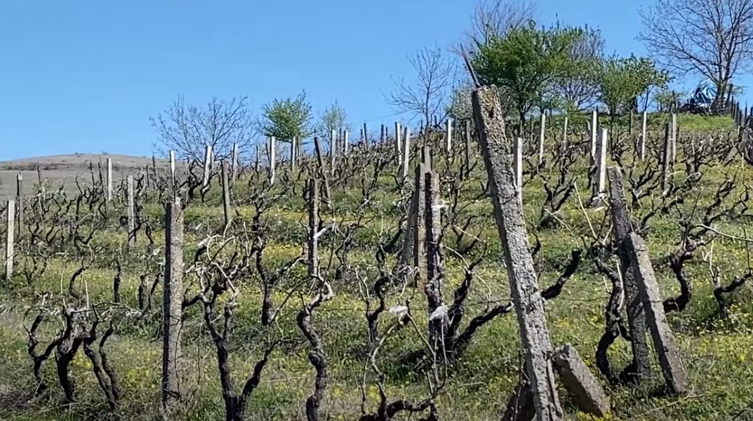 Kaos në çdo zonë/ Dëbora dhe ngricat shkatërrojnë vreshtat dhe pemëtarinë në fshatrat e Përrenjasit, fermerët drejt falimentimit