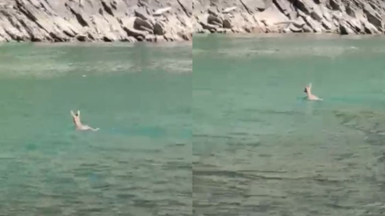 Kaprolli ‘surprizon’ turistët në liqenin piktoresk të Komanit! Shfaqet duke notuar paralelisht me tragetin