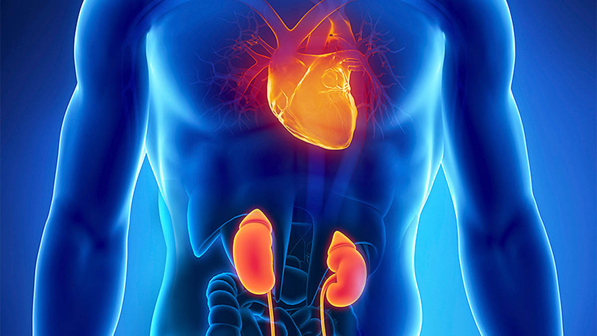 Lidhja Mes Sëmundjeve të Zemrës Dhe Veshkave – Këshillat që ju Duhen