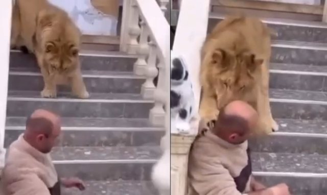 Luani që kafshoi një burrë në kokë ndodhet në Fier, policia do ta largojë nga banesa (VIDEO)