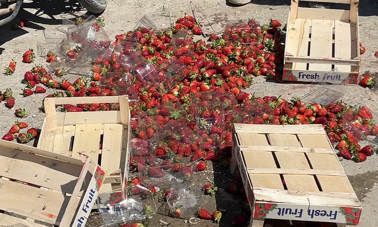 Luleshtrydhet Greke Helmuan Tregun: Fermerët e Frakullës në Protestë