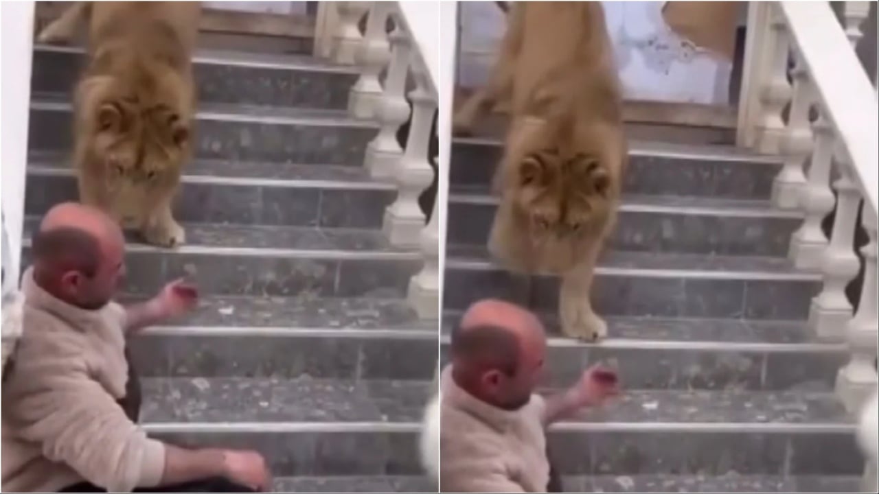 Mbante luanin në shtëpi, policia procedon pronarin në Zharrëz, 52-vjeçari: E gjeta në rrugë dhe e rrita, por më ngordhi para një muaji