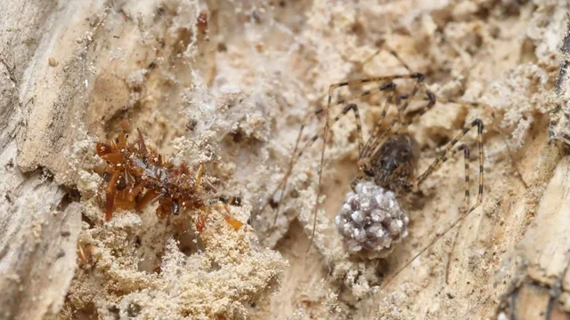 ‘Mbledhësi i kockave’/ Zbulohet vemja mishngrënëse e cila mban mbetjet e viktimave të saj në kurriz, “maskohet” për të mos u dalluar nga merimangat