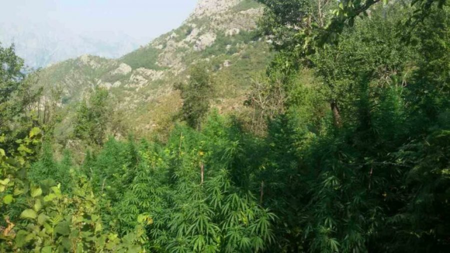 Mbolli mbi 11 mijë rrënjë kanabis në Malësinë e Madhe, SPAK mbyll hetimet dhe dërgon për gjykim Mark Gilajn